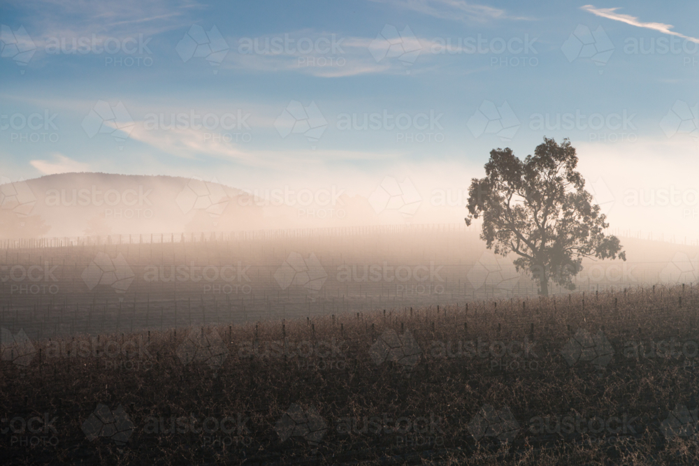 Sunrise with fog on a cold winter's morning in the Yarra Valley, Victoria, Australia - Australian Stock Image