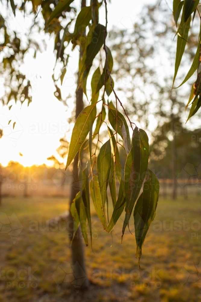 Sunset light behind hanging gum leaves of eucalyptus tree - Australian Stock Image