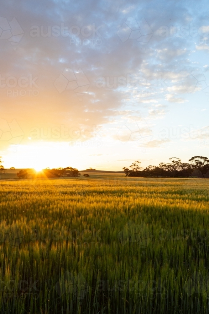 sunset over barley crop in the wheatbelt - Australian Stock Image