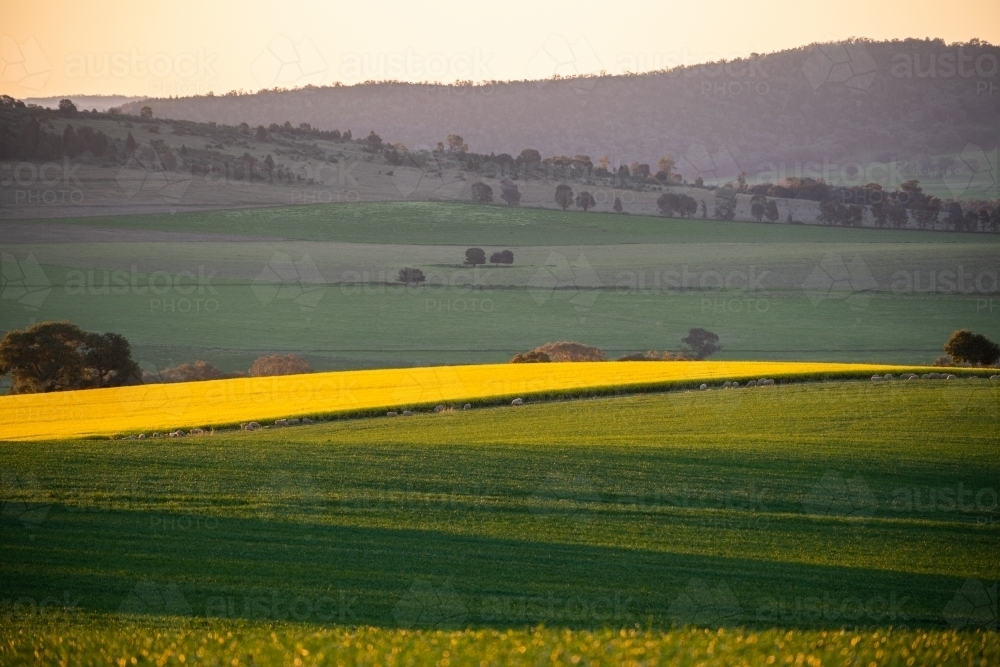 Sunset over Beckom wheat and canola - Australian Stock Image