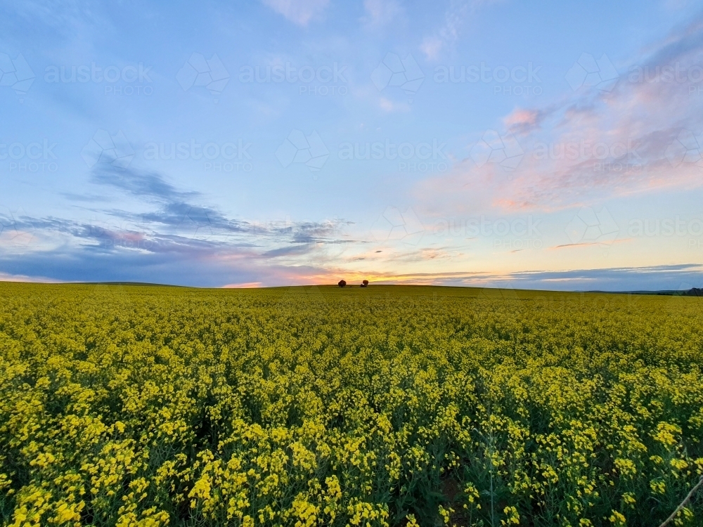 sunset over canola field - Australian Stock Image