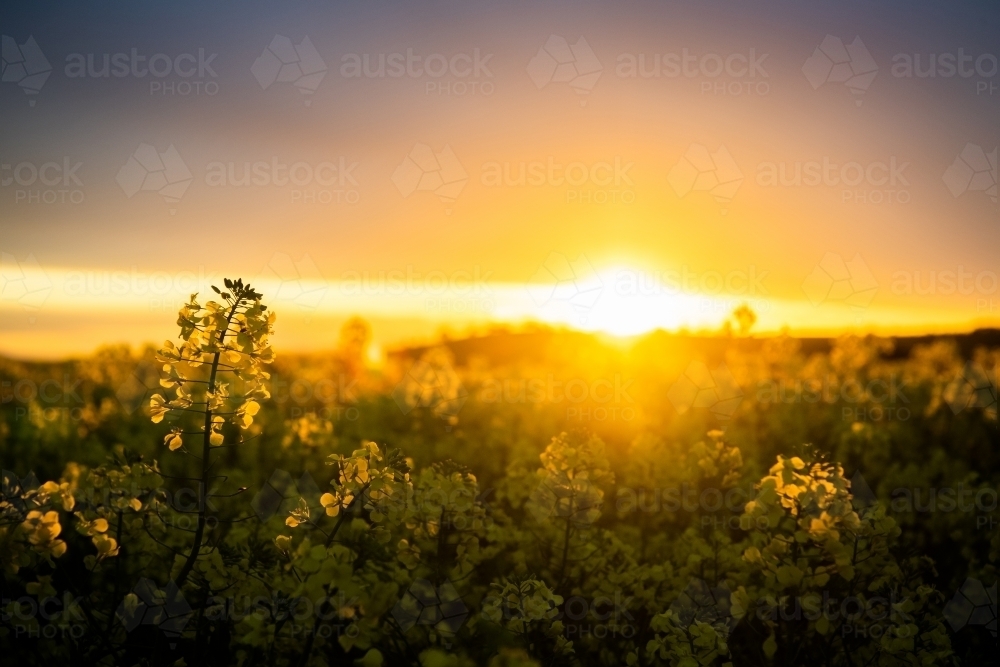 Sunset over flowering canola crop - Australian Stock Image