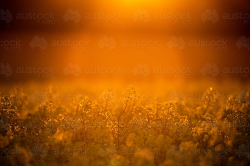 Sunset over flowering canola crop - Australian Stock Image