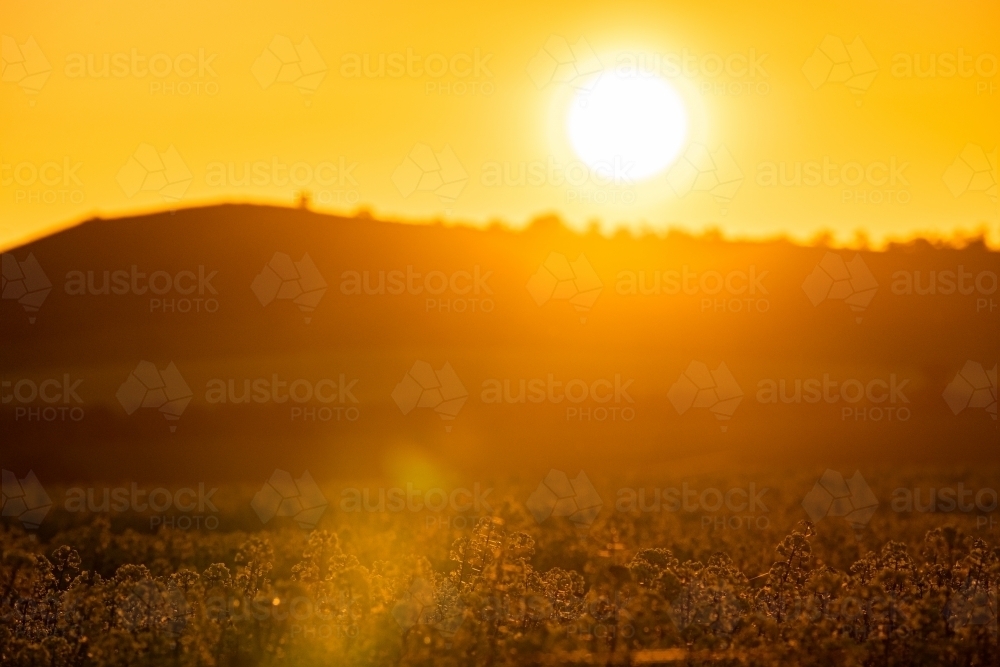 Sunset over flowering canola crop - Australian Stock Image