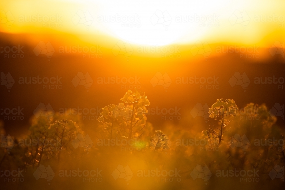 Sunset over flowering canola crop - Australian Stock Image