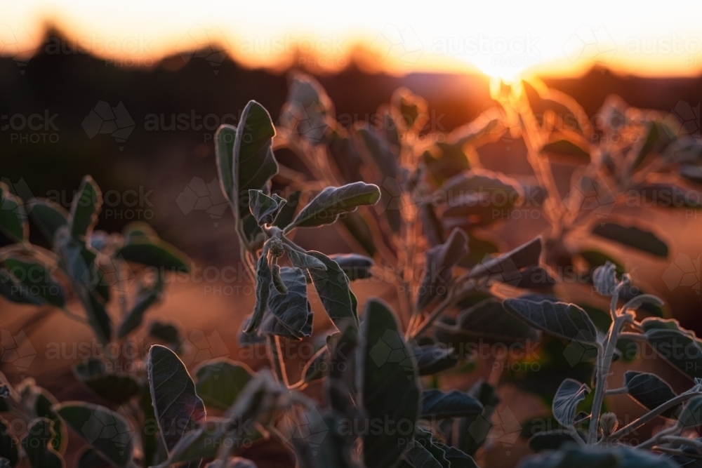 sunset rays shining on a native bush plant's leaves - Australian Stock Image