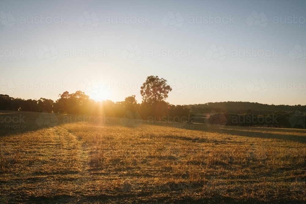 Sunset through trees in the Avon Valley of Western Australia - Australian Stock Image