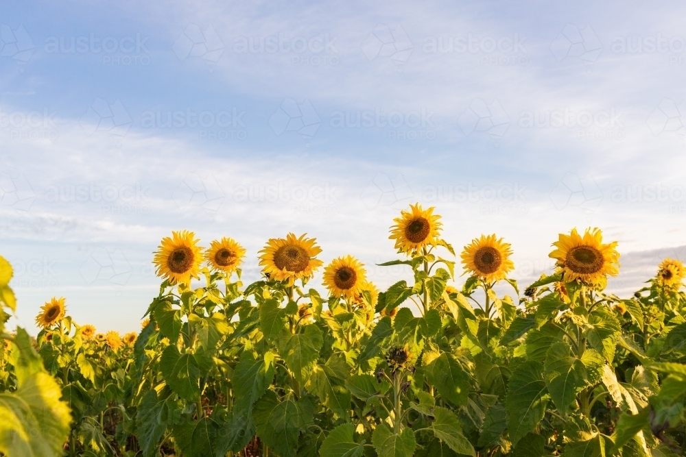 Sunshine and sunflower crop in paddock row of tall flowers - Australian Stock Image