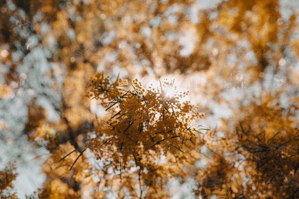 sunshine through wattle - Australian Stock Image