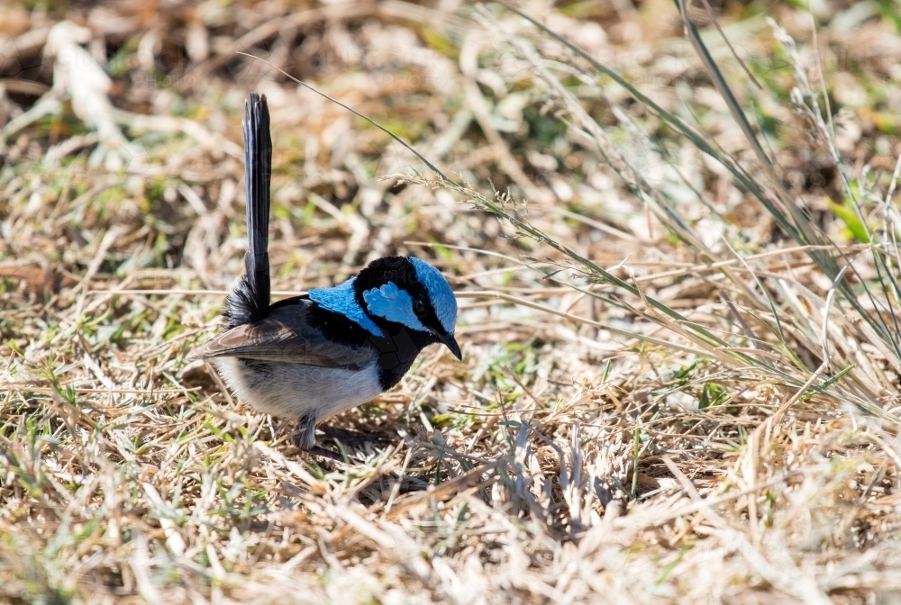 Superb blue wren looking on the ground - Australian Stock Image