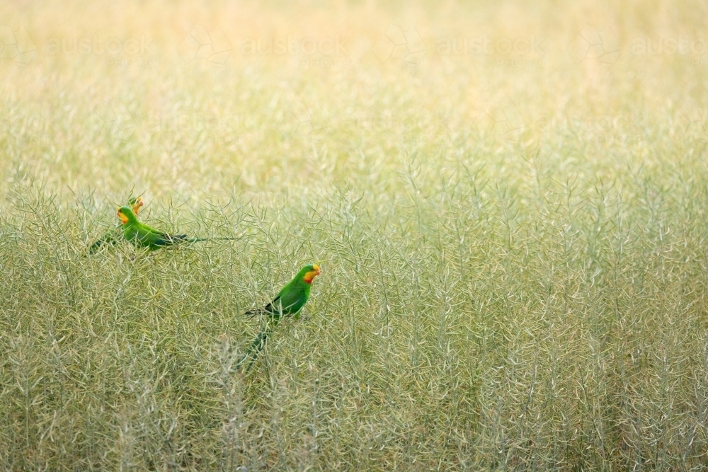 Superb parrots (threatened species) eating in a canola crop near Wombat in Southern new south wales - Australian Stock Image