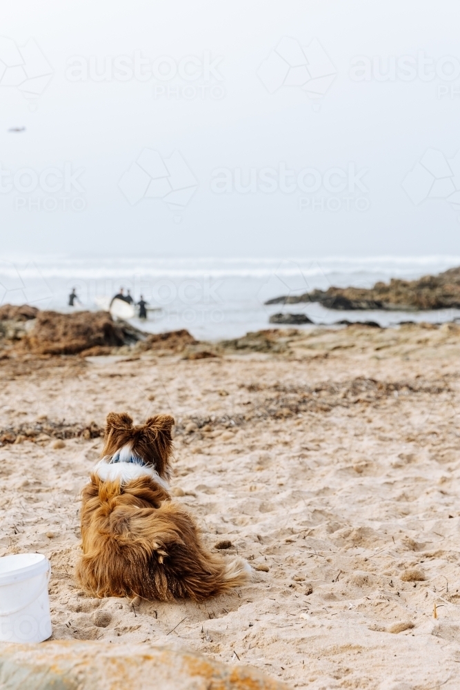 Surfers Dog Awaiting His Return - Australian Stock Image