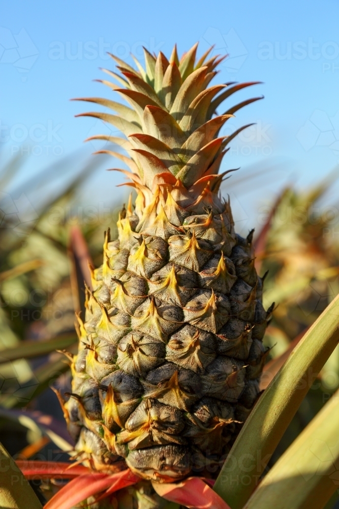 Sweet, juicy pineapples growing on the Sunshine Coast, QLD. - Australian Stock Image