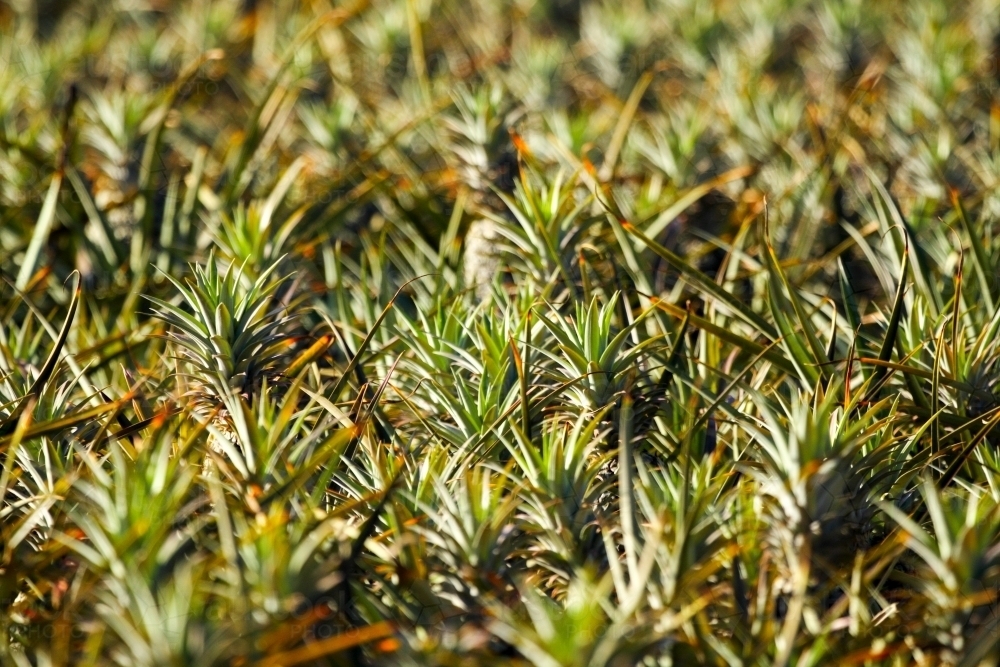 Sweet, juicy pineapples growing on the Sunshine Coast, QLD. - Australian Stock Image