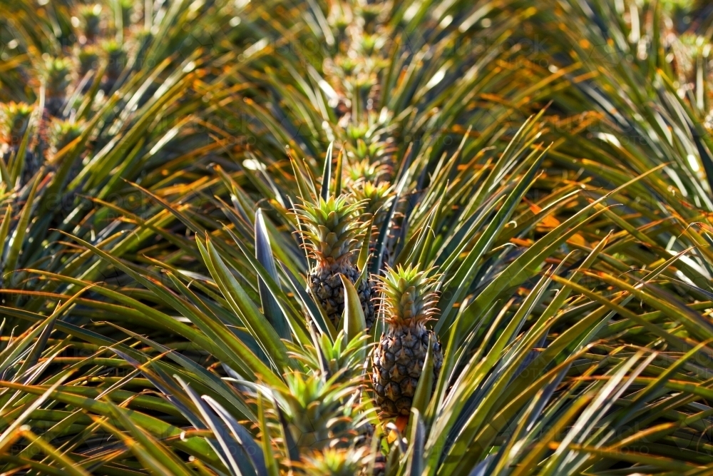 Image Of Sweet Juicy Pineapples Growing On The Sunshine Coast Qld Austockphoto 