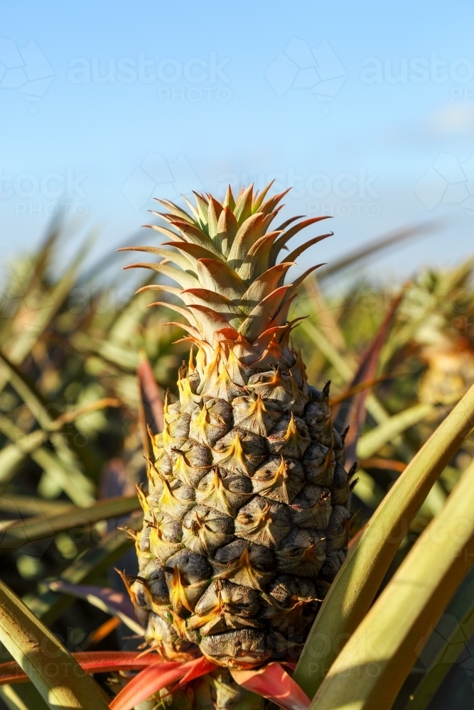 Sweet, juicy pineapples growing on the Sunshine Coast, QLD. - Australian Stock Image