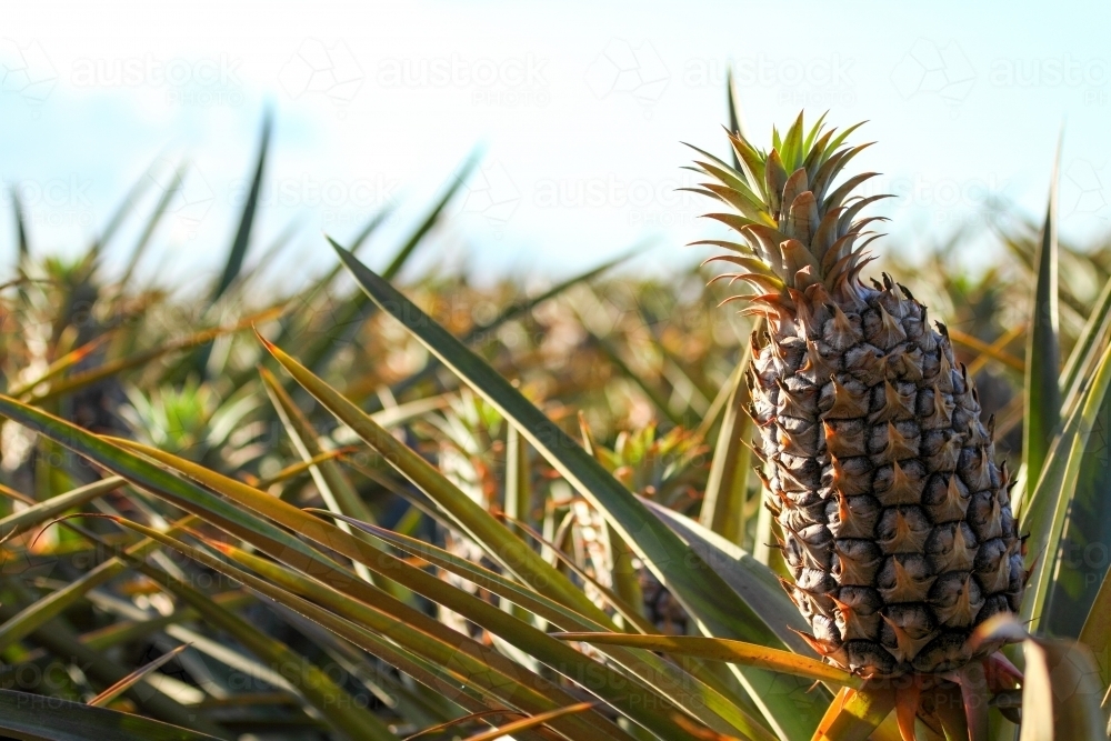 Image Of Sweet Juicy Pineapples Growing On The Sunshine Coast Qld Austockphoto 