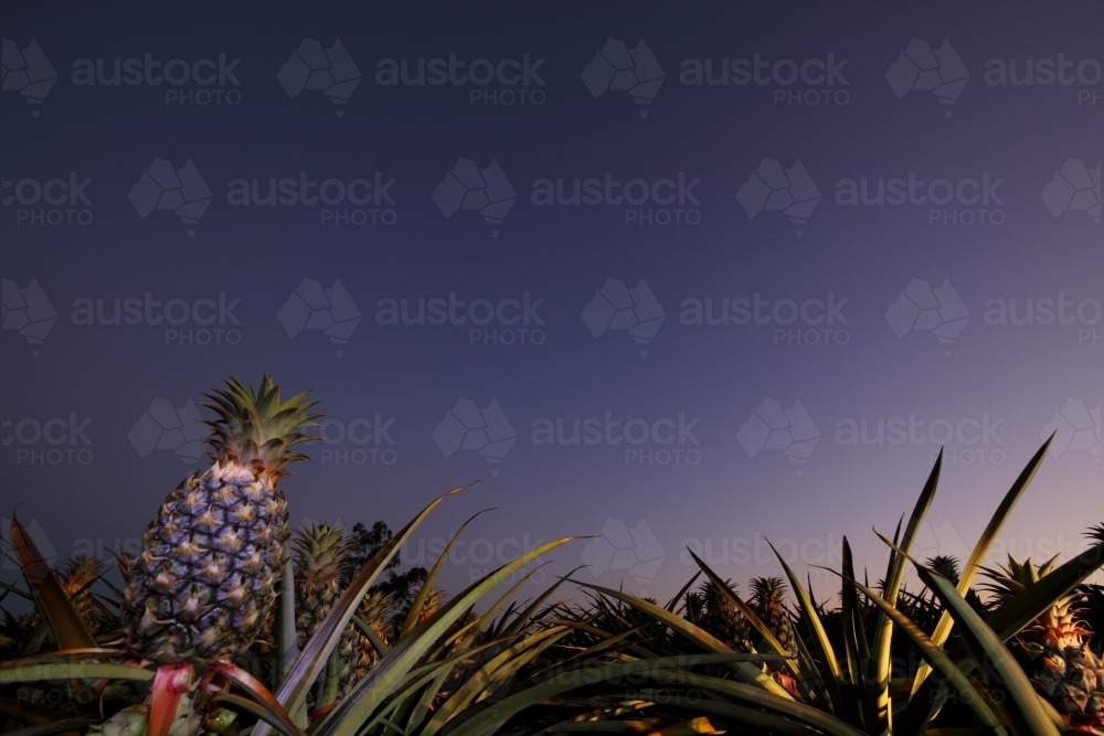 Sweet, juicy pineapples growing on the Sunshine Coast, QLD. - Australian Stock Image