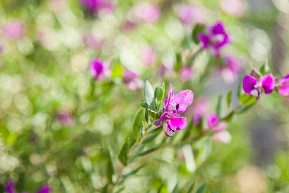 Sweet pea shrub with pretty purple flowers and green foliage - Australian Stock Image