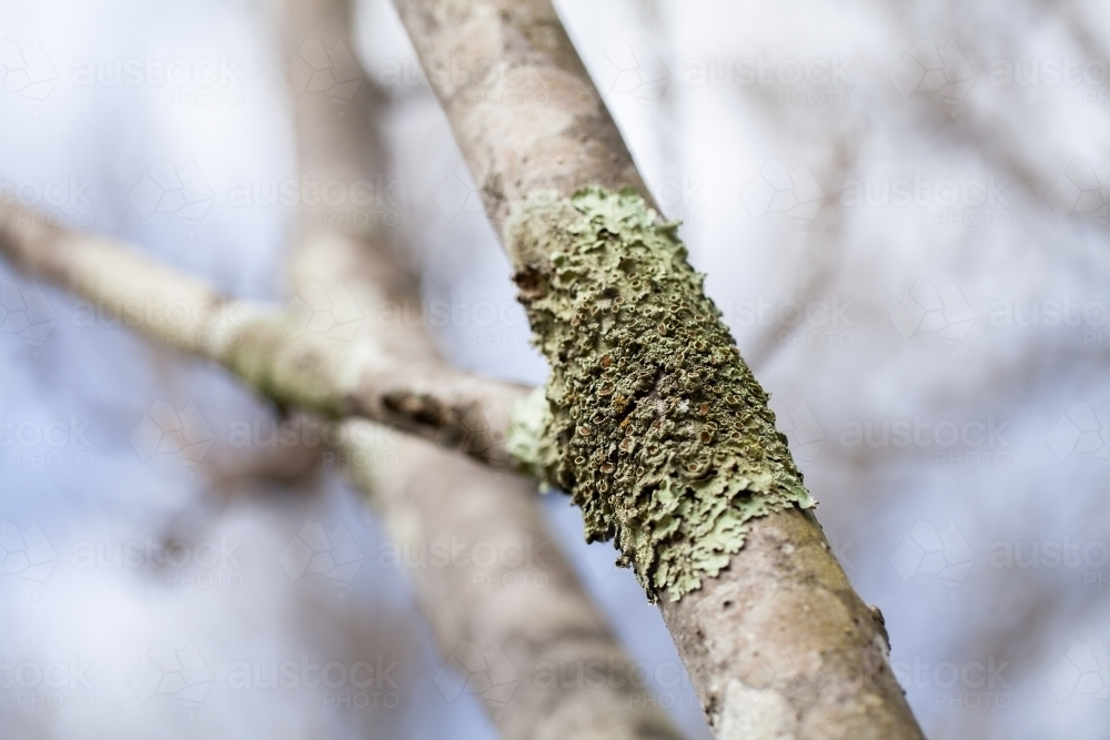 symbiotic lichen growing on branch of tree in winter - Australian Stock Image