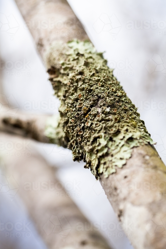 symbiotic lichen growing on branch of tree in winter - Australian Stock Image