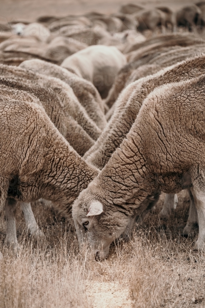 Symmetry of sheep eating grain. - Australian Stock Image