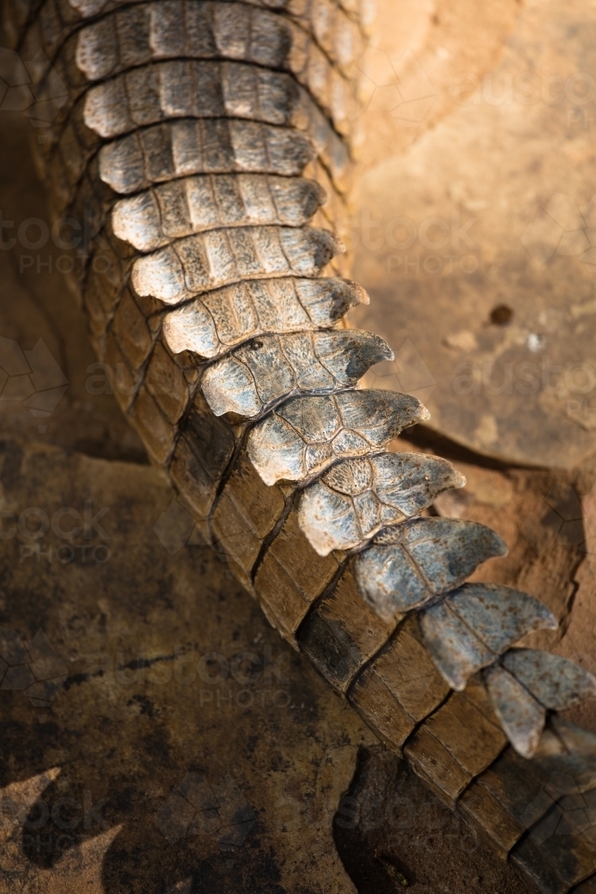 Tail section of a freshwater crocodile - Australian Stock Image