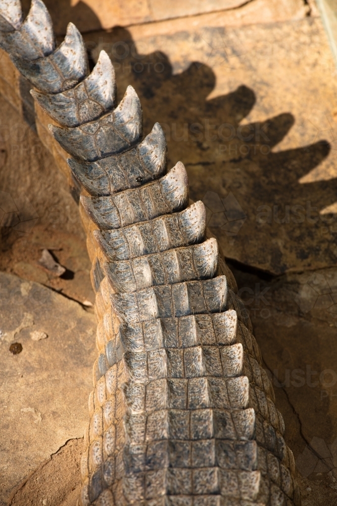 Tail section of a freshwater crocodile - Australian Stock Image