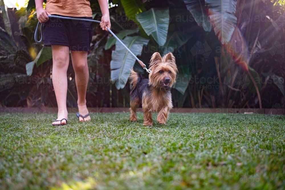 taking the dog for a walk - Australian Stock Image