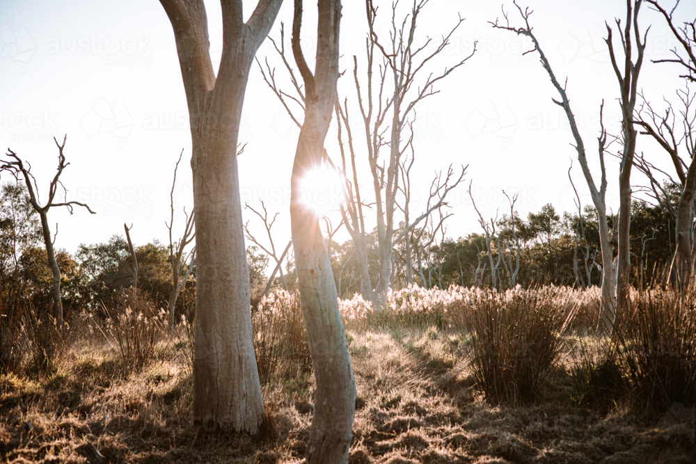 Tall Bare Trees in the wetlands during sunset - Australian Stock Image