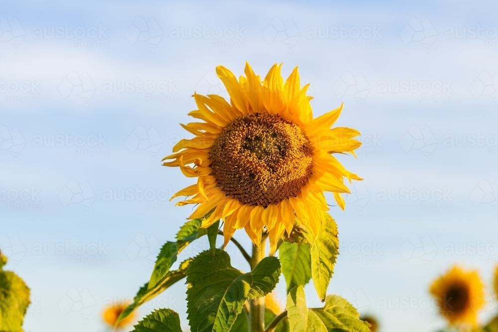 Tall bright yellow sunflower sidelit at sunset - Australian Stock Image