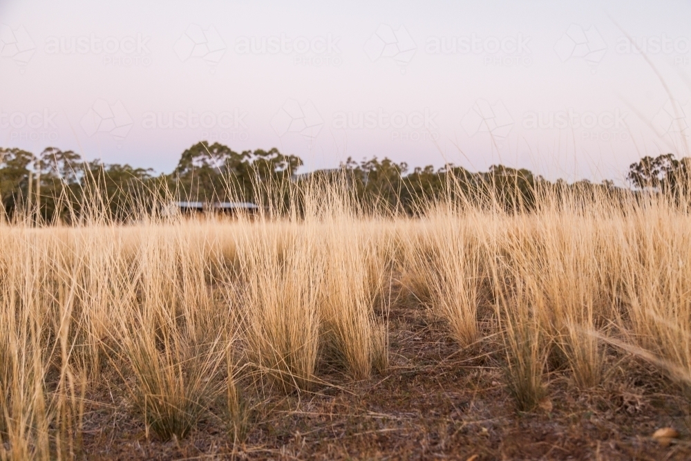 Tall grass clumps in farm paddock at dusk - Australian Stock Image