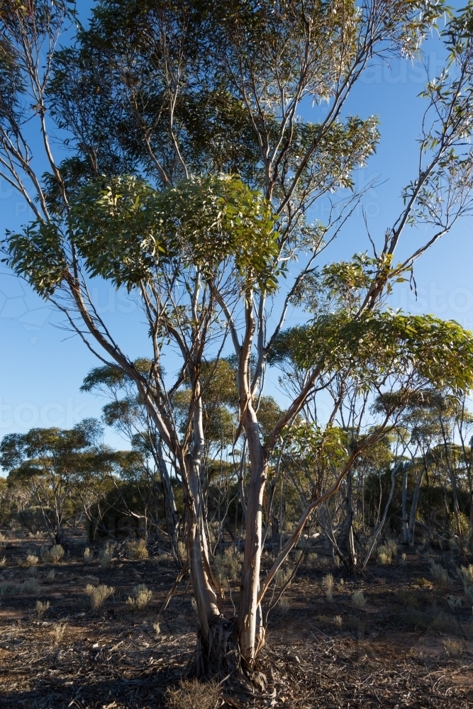 Tall mallee tree in woodland - Australian Stock Image