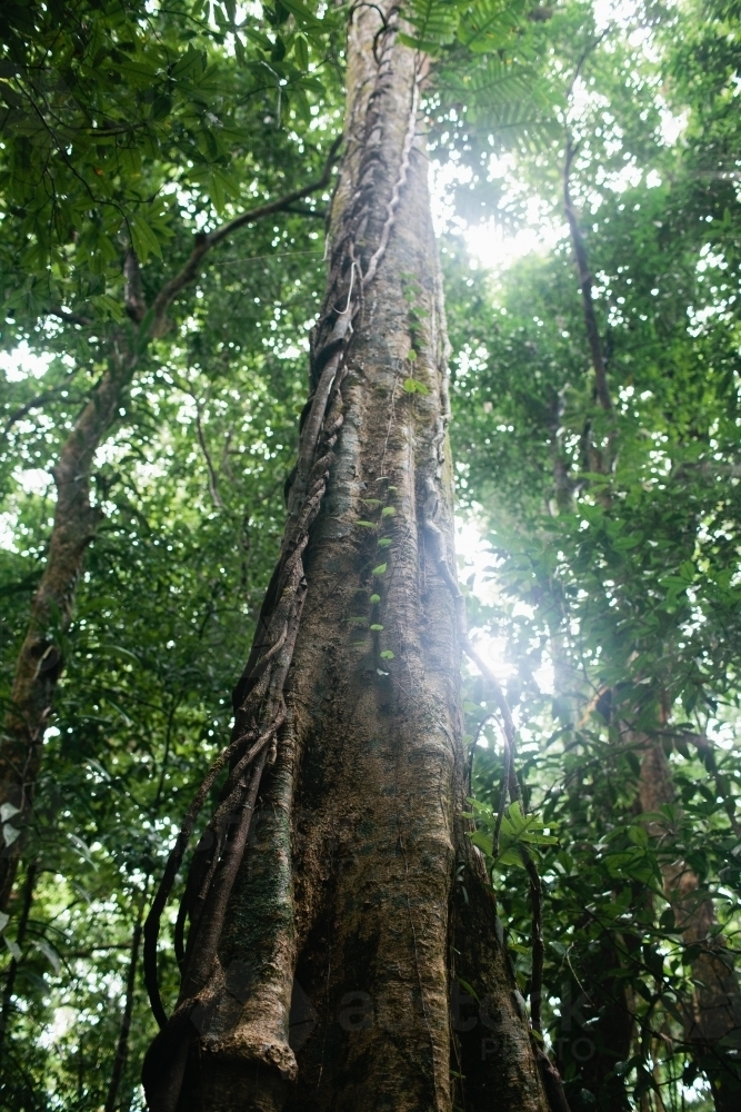 Tall strangler fig in the rainforest - Australian Stock Image