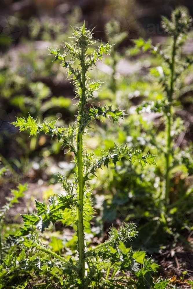 Tall thistle weed - Australian Stock Image