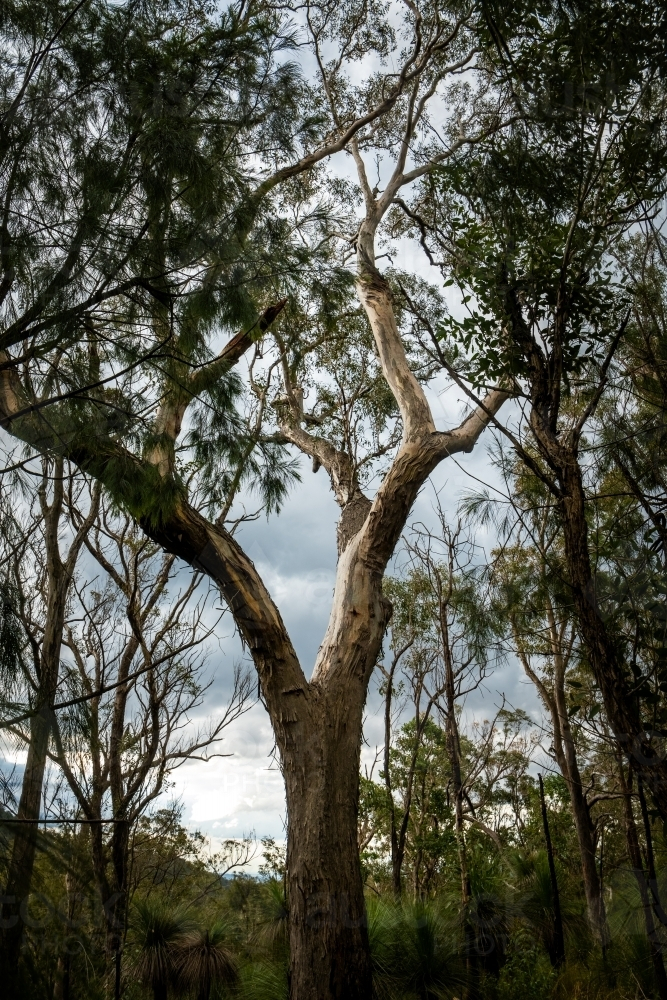 Tall tree with a thick trunk and multiple branches. - Australian Stock Image