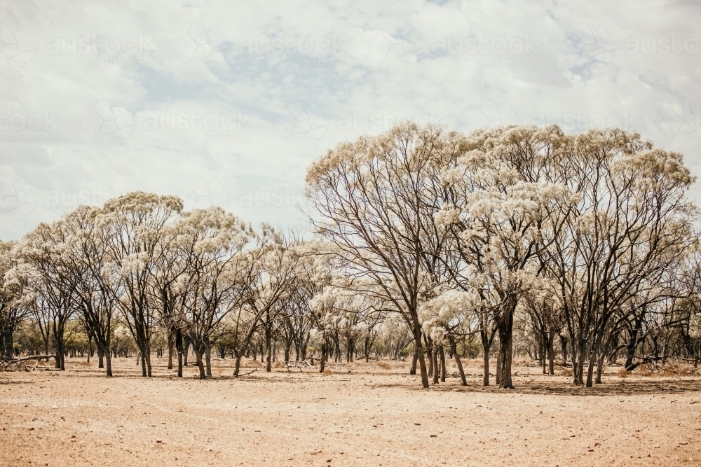 Tall trees in the paddock - Australian Stock Image