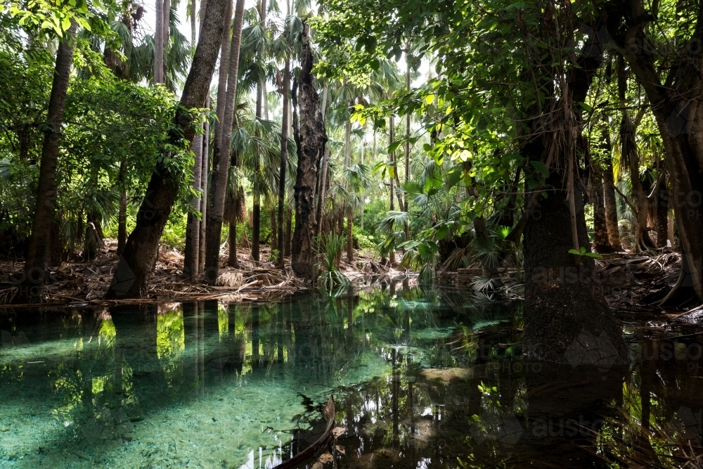 Tall trees with thick trunks along the waterway. - Australian Stock Image