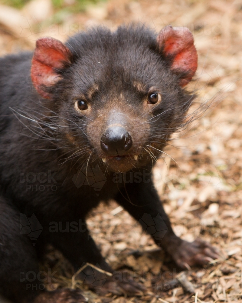 Tasmanian Devil - Australian Stock Image