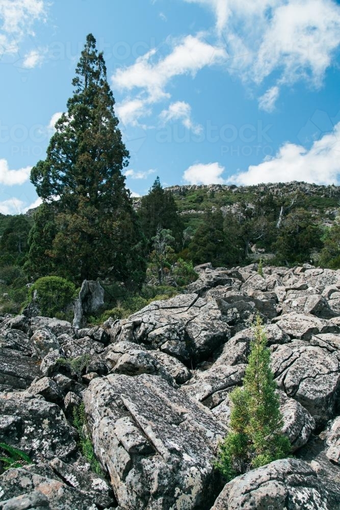 Tasmanian Pencil Pines with rocky foreground - Australian Stock Image