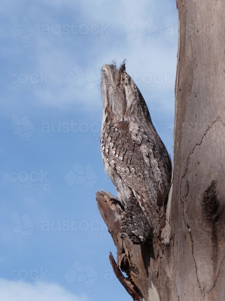 Tawny frogmouth bird camouflaged against tree branch stump - Australian Stock Image