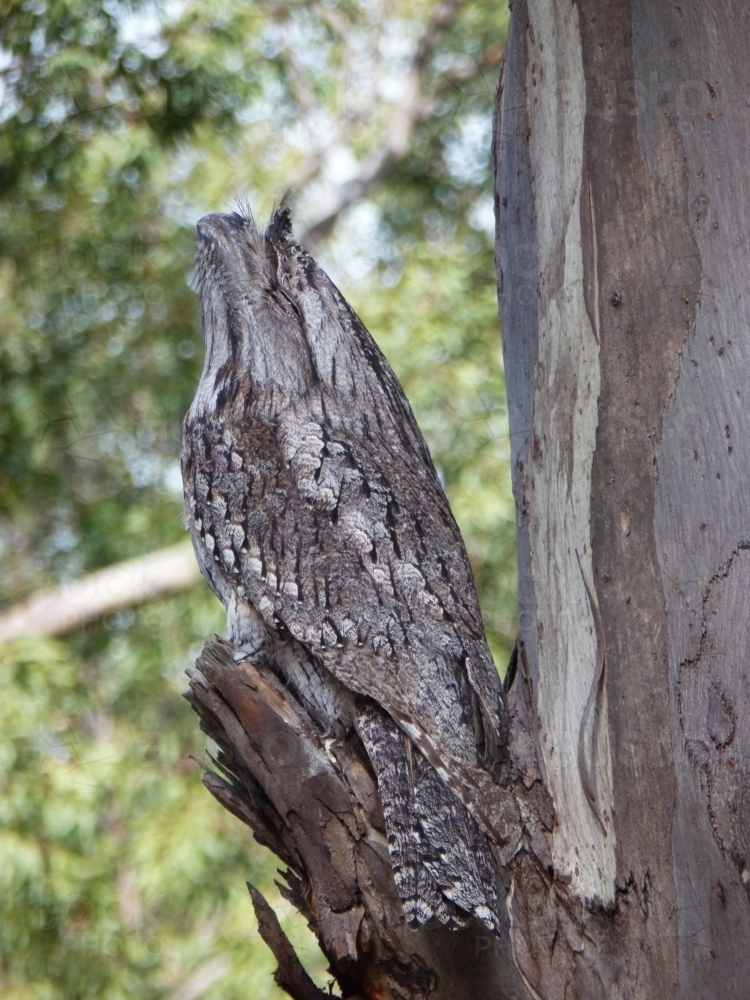 Tawny frogmouth bird camouflaged against tree branch stump - Australian Stock Image