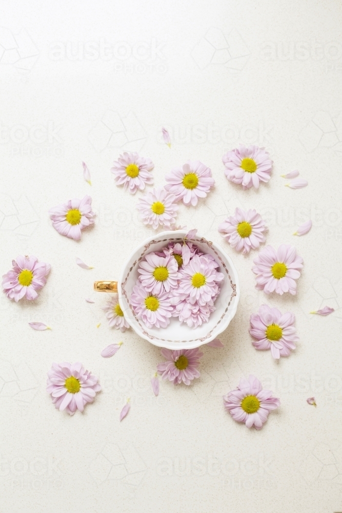 Tea cup with pretty daisy flowers - Australian Stock Image