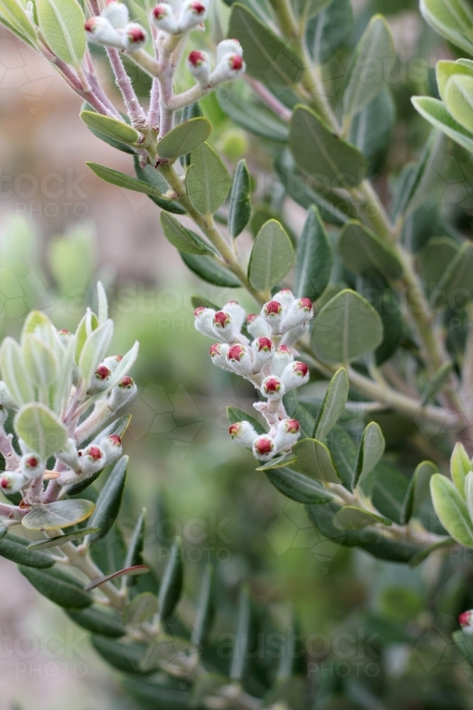 tea tree shrub about to flower - Australian Stock Image