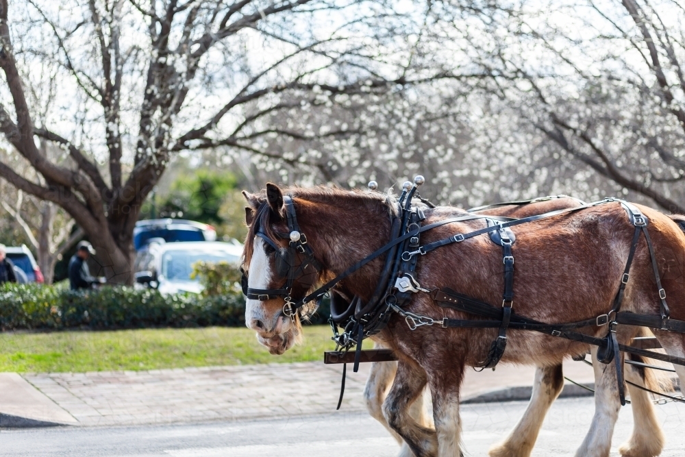 team of harnessed horses pulling cart down road at Hunter Valley Gardens with blossoming trees - Australian Stock Image