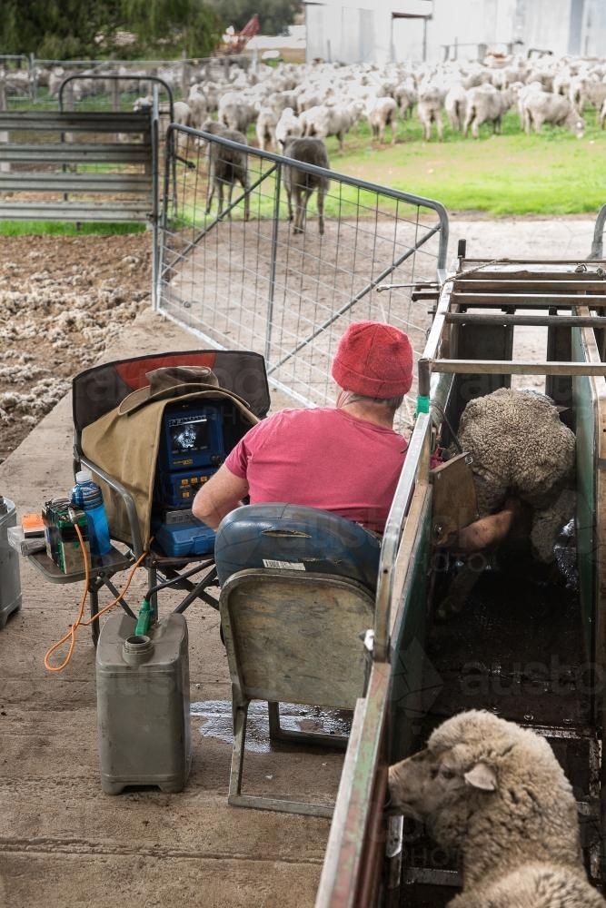 Technician using ultrasound to test ewes for pregnancy - Australian Stock Image