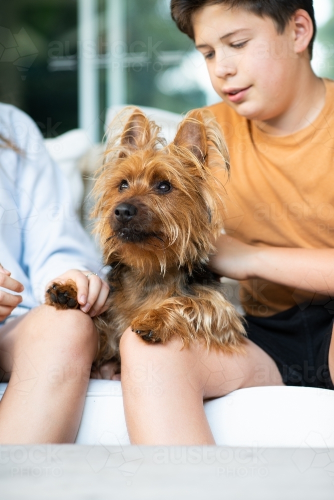 teen boy sitting on couch with dog - Australian Stock Image