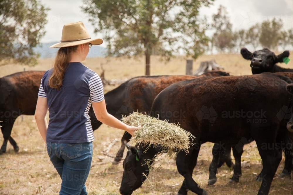 Teen girl feeding hay to livestock on a farm - Australian Stock Image