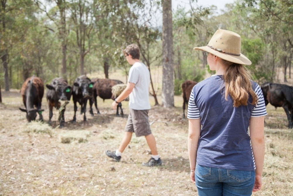 Teen girl feeding hay to livestock on a farm - Australian Stock Image