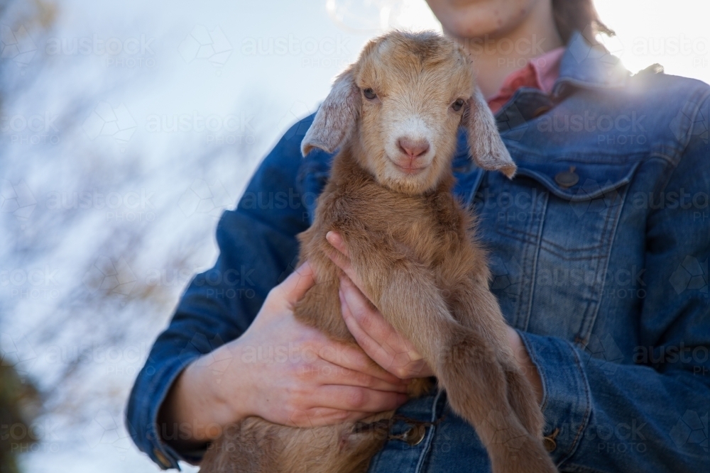 Teen girl holding baby goat on a farm - Australian Stock Image